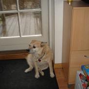 Blanding af racer Fie *Tykke*