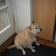 Blanding af racer Fie *Tykke*