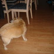 Blanding af racer Fie *Tykke*