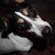 Jack russell terrier Sally