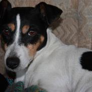 Jack russell terrier Sally