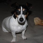 Jack russell terrier Sally