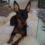 Dvaergpinscher Lilly