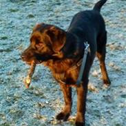 Blanding af racer Ashlan