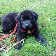 Blanding af racer Ashlan