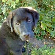 Blanding af racer Ashlan