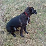 Blanding af racer Ashlan