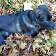 Blanding af racer Ashlan