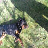 Rottweiler Rocki