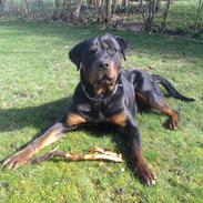 Rottweiler Rocki