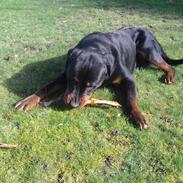 Rottweiler Rocki
