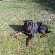 Rottweiler Rocki