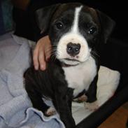 Staffordshire bull terrier Bonzai-staff Liva 