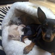 Dvaergpinscher Lilly