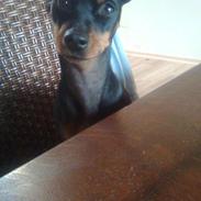 Dvaergpinscher Lilly