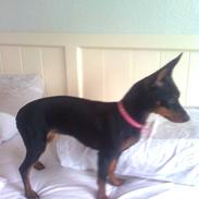 Dvaergpinscher Lilly