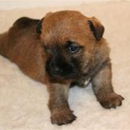 Cairn terrier Frida