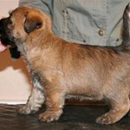 Cairn terrier Frida