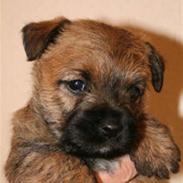 Cairn terrier Frida