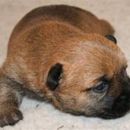 Cairn terrier Frida