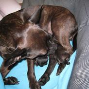 Blanding af racer Nala