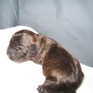 Blanding af racer Nala