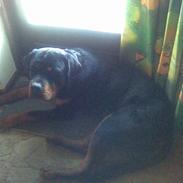 Rottweiler basse 