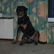 Rottweiler basse 