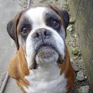 Boxer Chang R.I.P.
