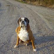 Boxer Chang R.I.P.