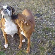 Boxer Chang R.I.P.