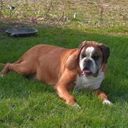 Boxer Chang R.I.P.