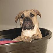 Blanding af racer Louie