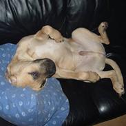 Blanding af racer Louie