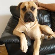 Blanding af racer Louie