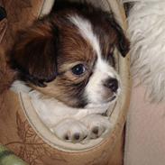 Blanding af racer Pekingeser/papillon