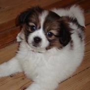 Blanding af racer Pekingeser/papillon