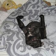 Staffordshire bull terrier Sofie