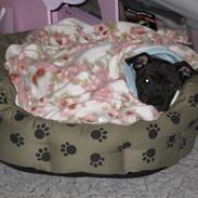 Staffordshire bull terrier Sofie