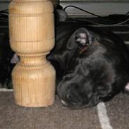 Staffordshire bull terrier Sofie