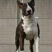 Bullterrier Porgy