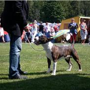 Bullterrier Porgy