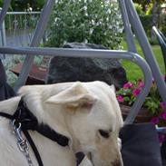 Blanding af racer lotus r.i.p ldød elsker 