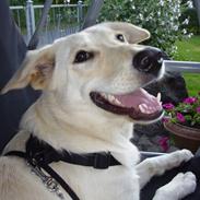 Blanding af racer lotus r.i.p ldød elsker 