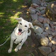 Blanding af racer lotus r.i.p ldød elsker 