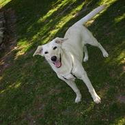 Blanding af racer lotus r.i.p ldød elsker 