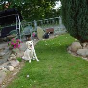 Blanding af racer lotus r.i.p ldød elsker 