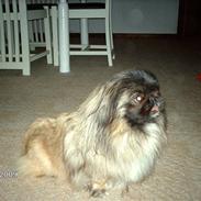 Pekingeser Japis Ming Hua (død)