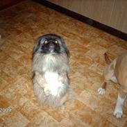 Pekingeser Japis Ming Hua (død)