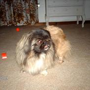 Pekingeser Japis Ming Hua (død)